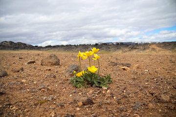 Een eenzame gele bloem op droge zandgrond