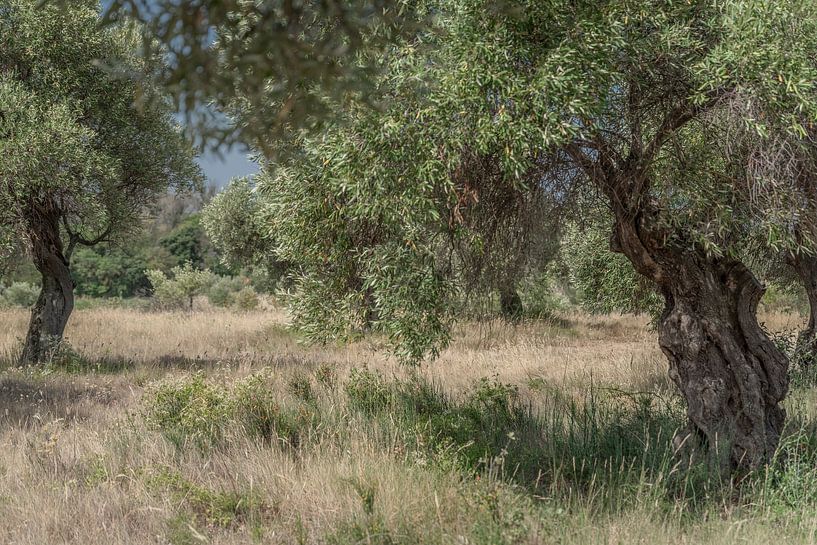 Ancient olive trees by Frans Scherpenisse