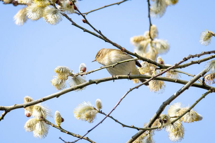 Chiffchaff in the spring blossom by SchumacherFotografie
