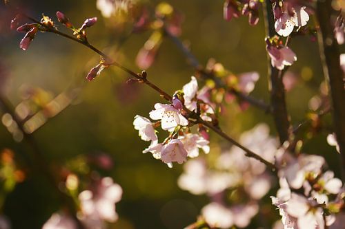 prunus blossom