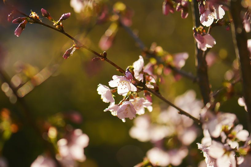 Prunusblüte von Tania Perneel