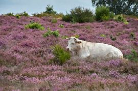 Bovine on the heathland by Ad Jekel