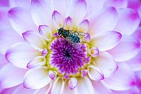 Passen Sie auf Ihre Glasflügel auf!