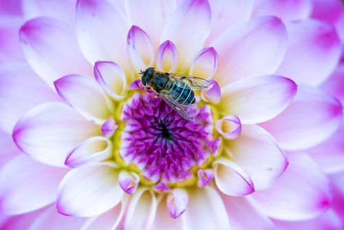 Pas op met je glazen vleugeltjes!