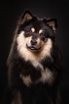 Porträt eines Finnischer Lapphund mit schwarzem Hintergrund 2/3 von Lotte van Alderen