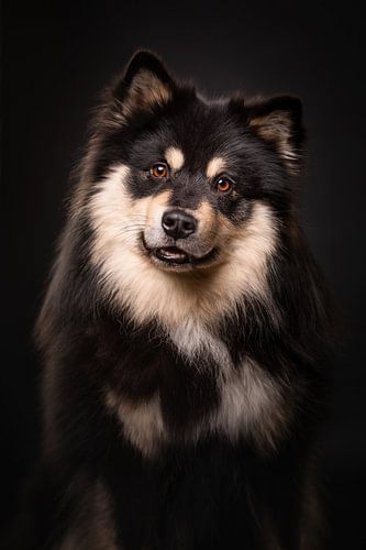 Portret van een Finse Lappenhond met zwarte achtergrond 2/3