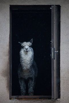 de stad staat en uit de deur van het huis kijkt de meesteres van de alpaca, een Zuid-Amerikaans dier van Michael Semenov