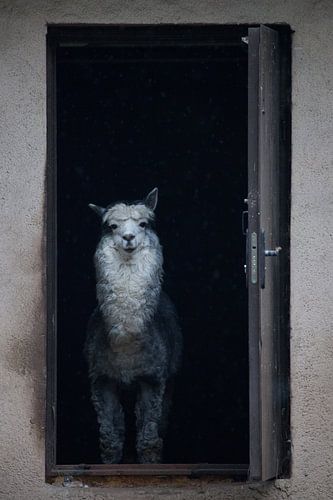 de stad staat en uit de deur van het huis kijkt de meesteres van de alpaca, een Zuid-Amerikaans dier