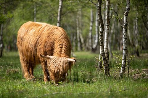Grazende Schotse hooglanders!