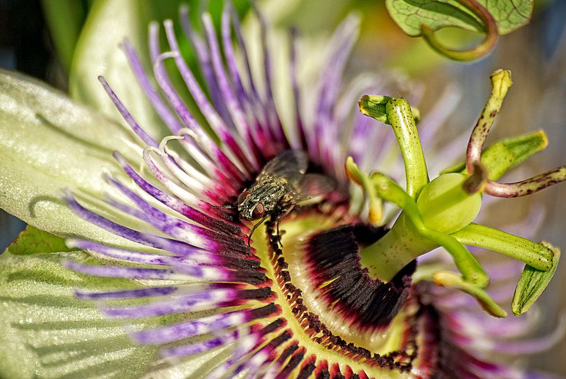 Passiebloem van Eric van den Berg