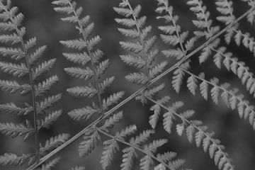 Fern in the forest by Joni Reiche