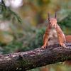 Écureuil curieux sur une branche sur Wim van der Meule
