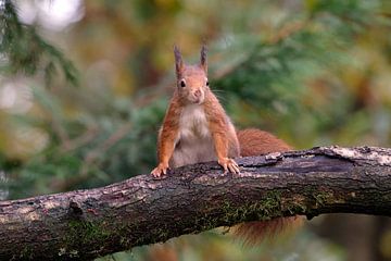 Nieuwsgierige eekhoorn op tak van Wim van der Meule