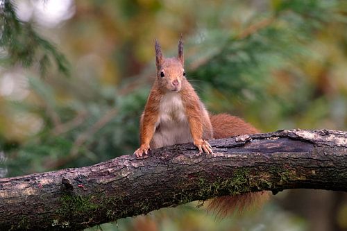 Écureuil curieux sur une branche