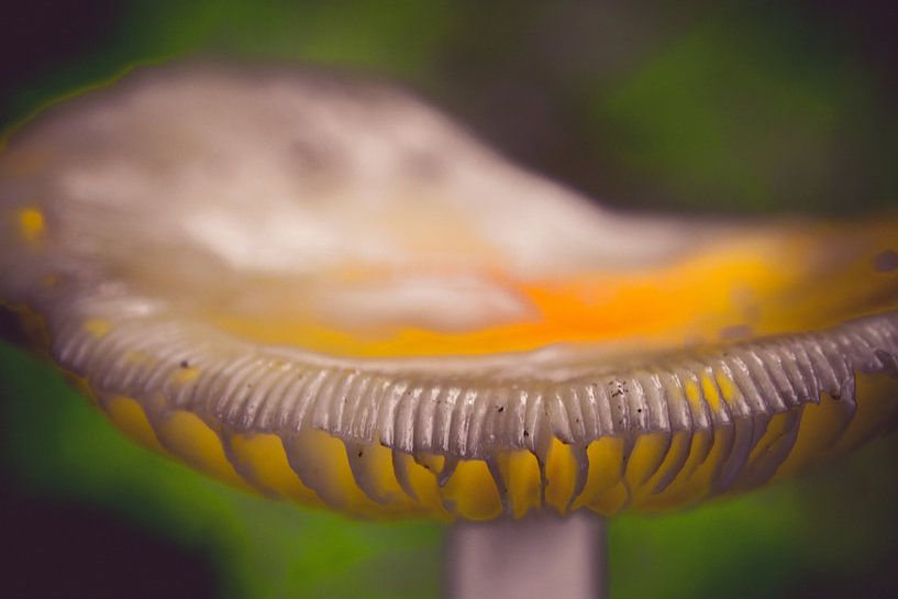 Detail 1 by peterheinspictures