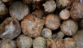 Vers gekapte bomen van Marieke Smetsers