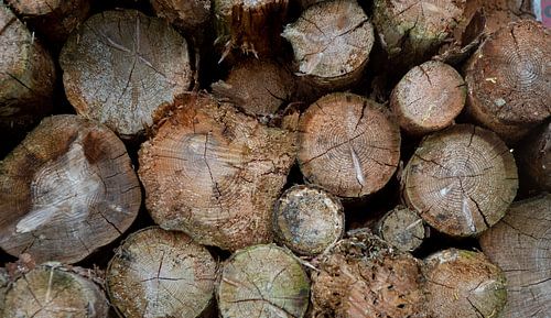 Frisch gefällte Bäume