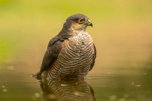 Sparrowhawk in the water 4