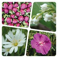 Flower collage lilac