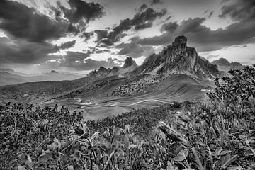 Gentian on the mountain pasture in the Dolomites in black and white by Manfred Voss, Schwarz-weiss Fotografie