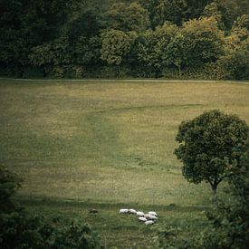 Flock of sheep in the countryside by Tobias Wartenberg