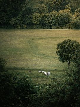 Flock of sheep in the countryside