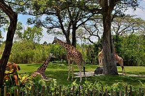 Giraffen im Zoo von Miami