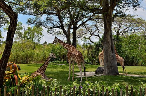 Giraffen in Miami Zoo