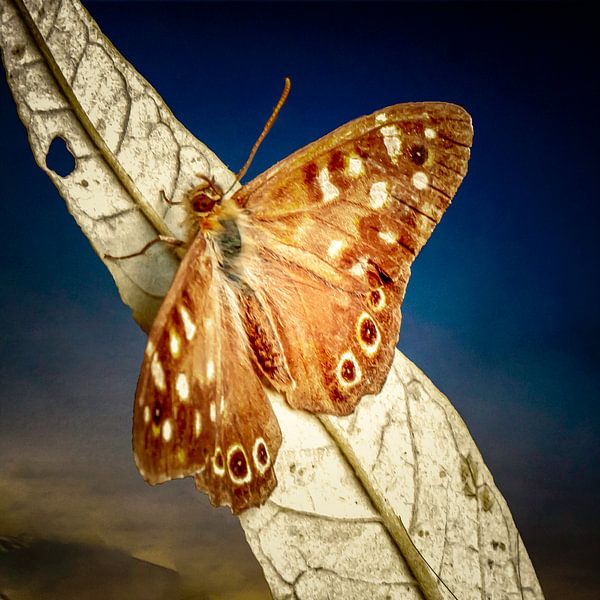 Butterfly by Lucas De Beleyr