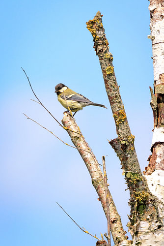 Mésange charbonnière – Oiseau chanteur perché sur un vieux bouleau