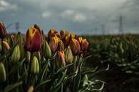 Tulpen auf dem Feld von Robert Snoek Miniaturansicht