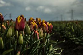 Tulpen in het veld
