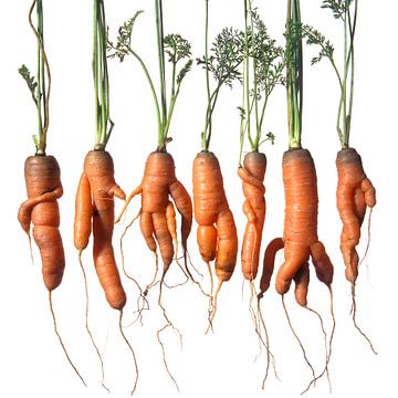 Row of misshapen special organic orange carrots by Frans Rombout