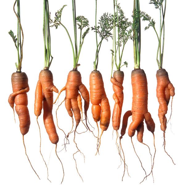 Row of misshapen special organic orange carrots by Frans Rombout