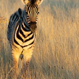 Baby zebra by Anneloes vd Werff