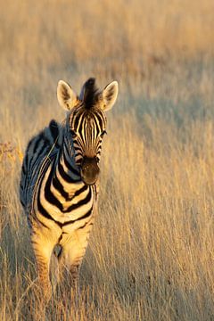 Baby zebra by Anneloes vd Werff