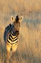 Baby zebra by Anneloes vd Werff thumbnail