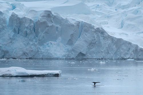 Een bultrug walvis in het ijzige landschap van Antarctica