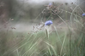Blumen Teil 163
