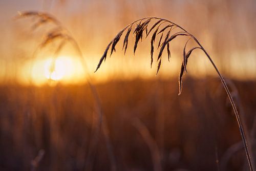 Reif an einem Wintermorgen