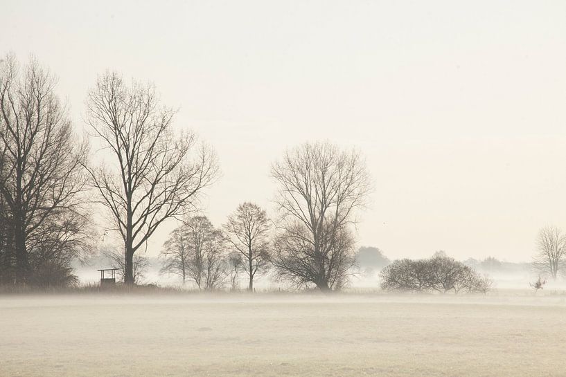 Herbststimmung mit Bodennebel Raureif und Bäumen, Fischerhude, Niedersachsen, Deutschland, Europa von Torsten Krüger