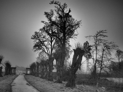 Nature black and white