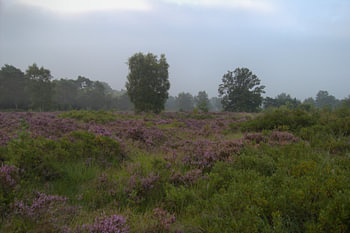 heide landschap Malpie