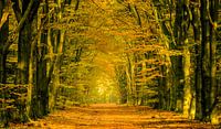Herfst in een Beukenbos op de Veluwe van Sjoerd van der Wal Fotografie thumbnail