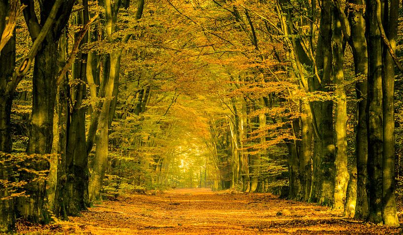 Herfst in een Beukenbos op de Veluwe van Sjoerd van der Wal Fotografie