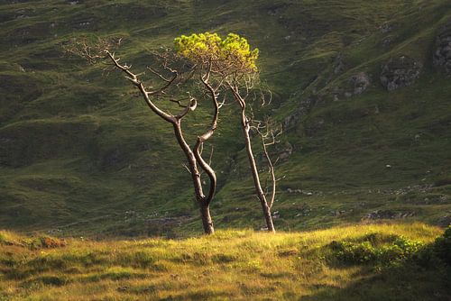 Een paar danst in de wind