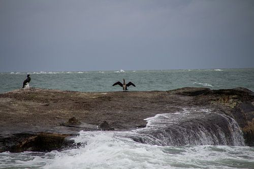 Aalscholvers op een rots