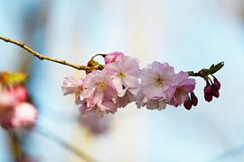 Zartrosa Sakura-Blüten