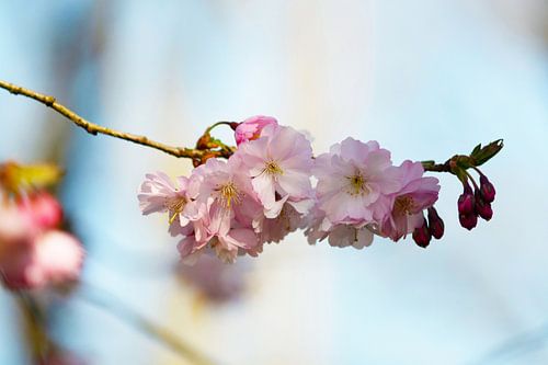 Zachtroze sakura bloesems