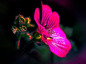 Malva